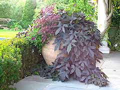 Enlarge image of Craig Socia's Garden Design