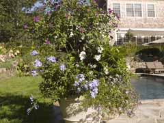 Enlarge image of Craig Socia's Garden Design