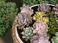 Enlarge image of Craig Socia's Garden Design